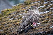 Phil Harbord - Sparrow Hawk
